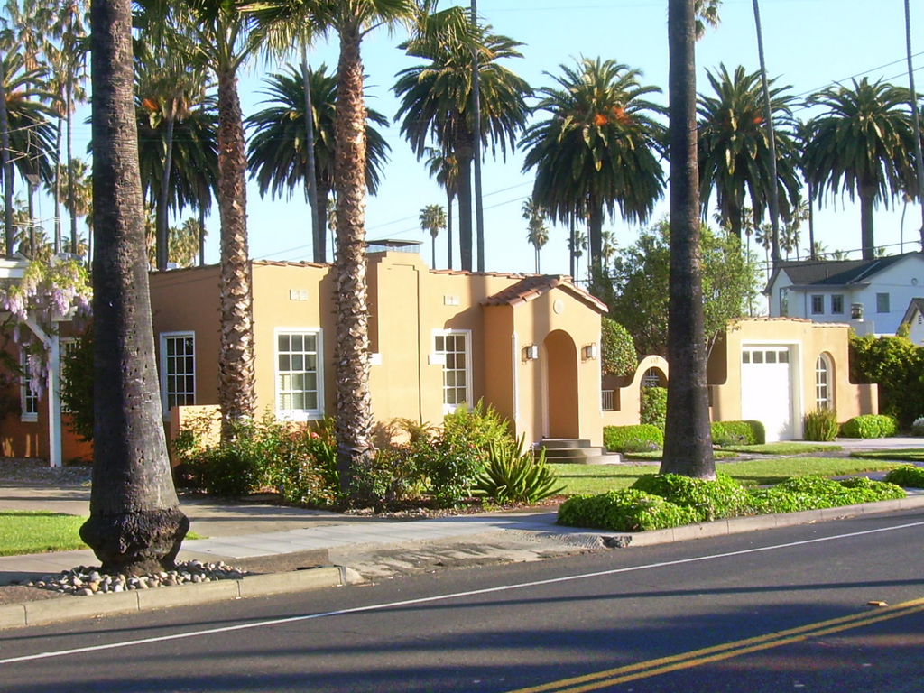 San Jose California Palm Trees Lined Up