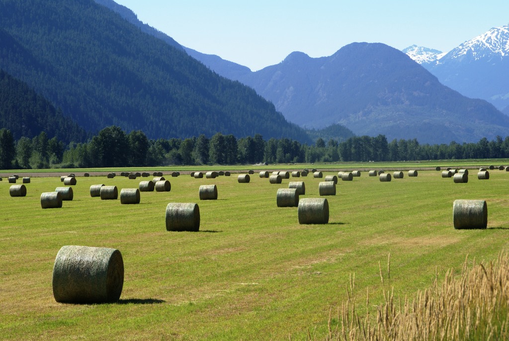Haybales in pemberton
