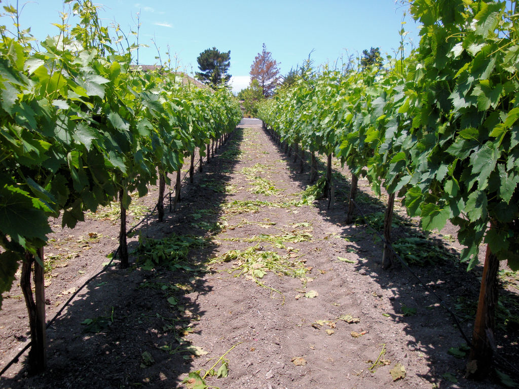 Chateau Julien Winery, Carmel, Monterey, California, USA