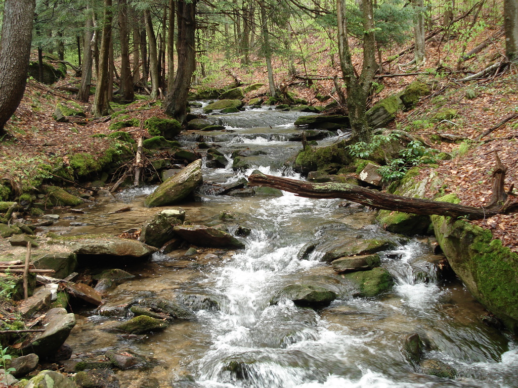 Minister Creek - Allegheny National Forest