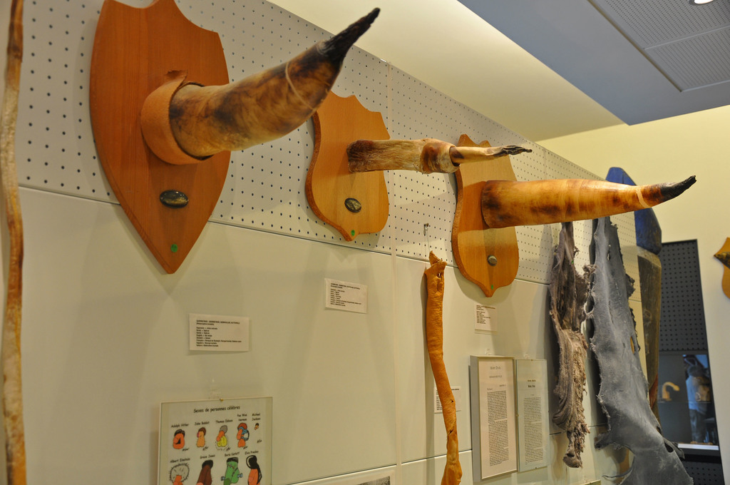 Icelandic Phallological Museum