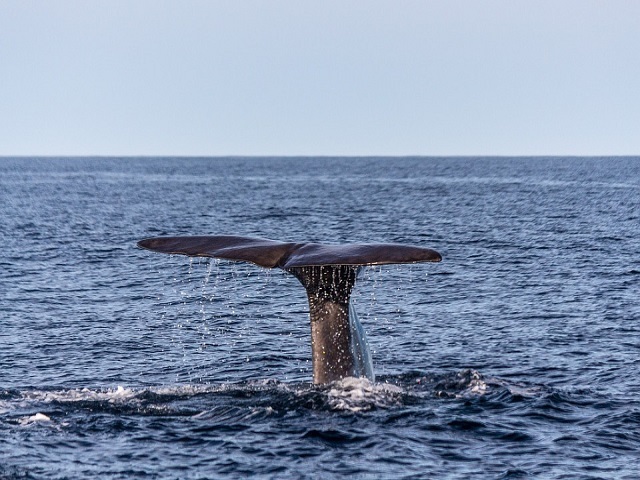 Whale Watching