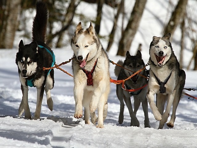 Dog Sledding