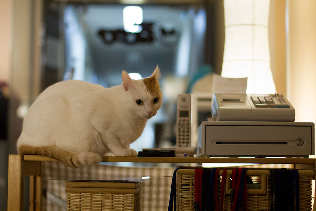 A shop assistant of a cat cafe (6887378772)