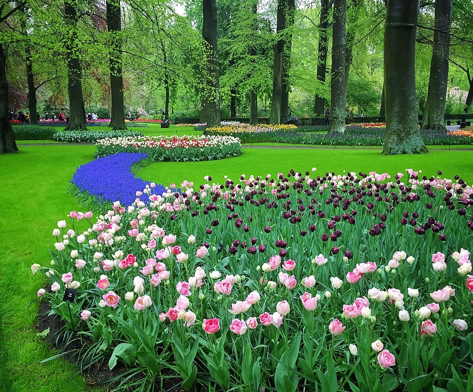 Tulips at Keukenhof Gardens