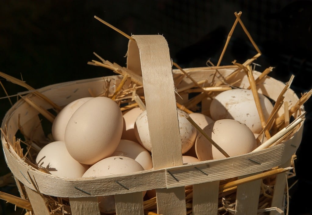 eggs