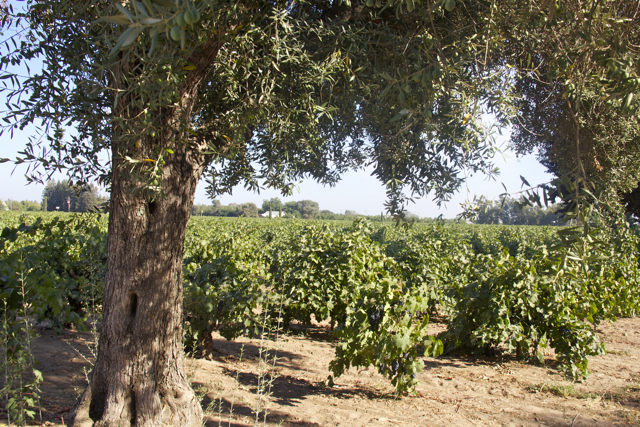 Lodi Vineyard