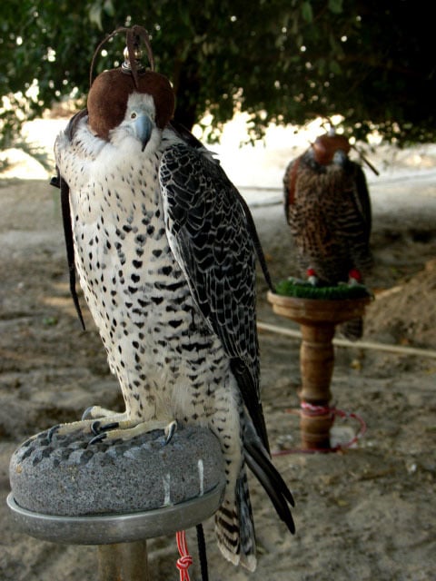 Falconry Dubai
