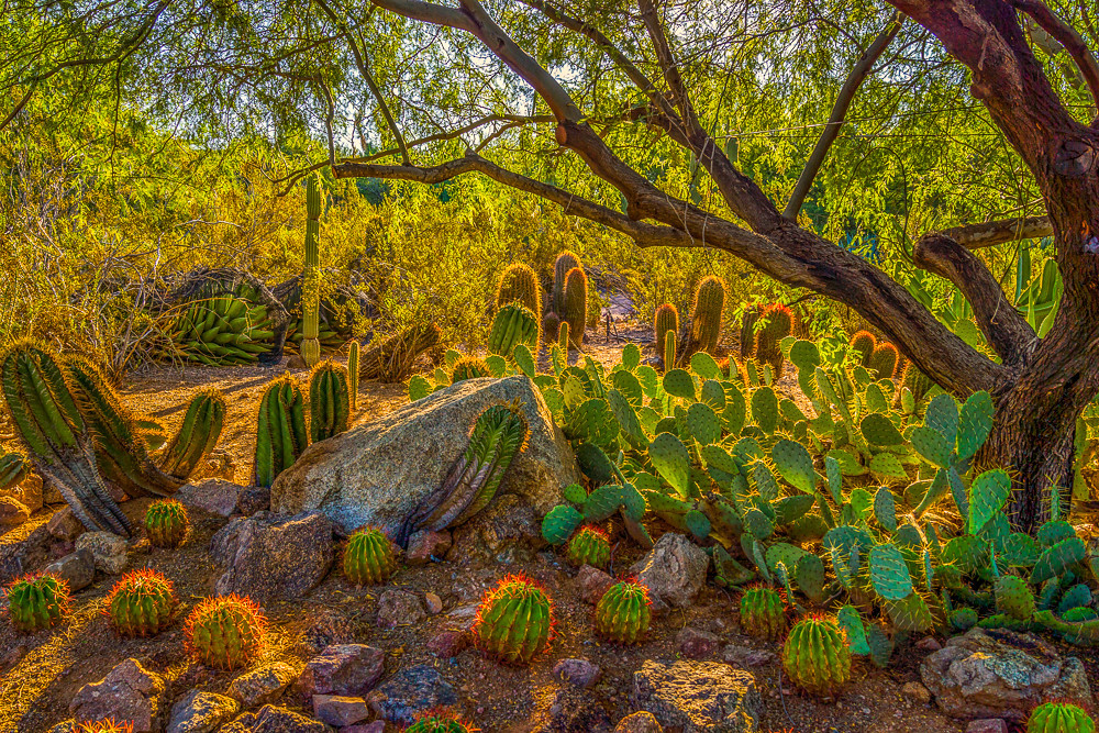 Desert Botanical Garden