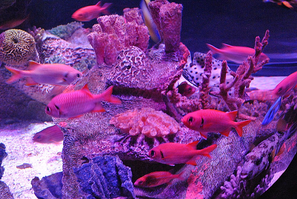 Pink - Sea Life Aquarium