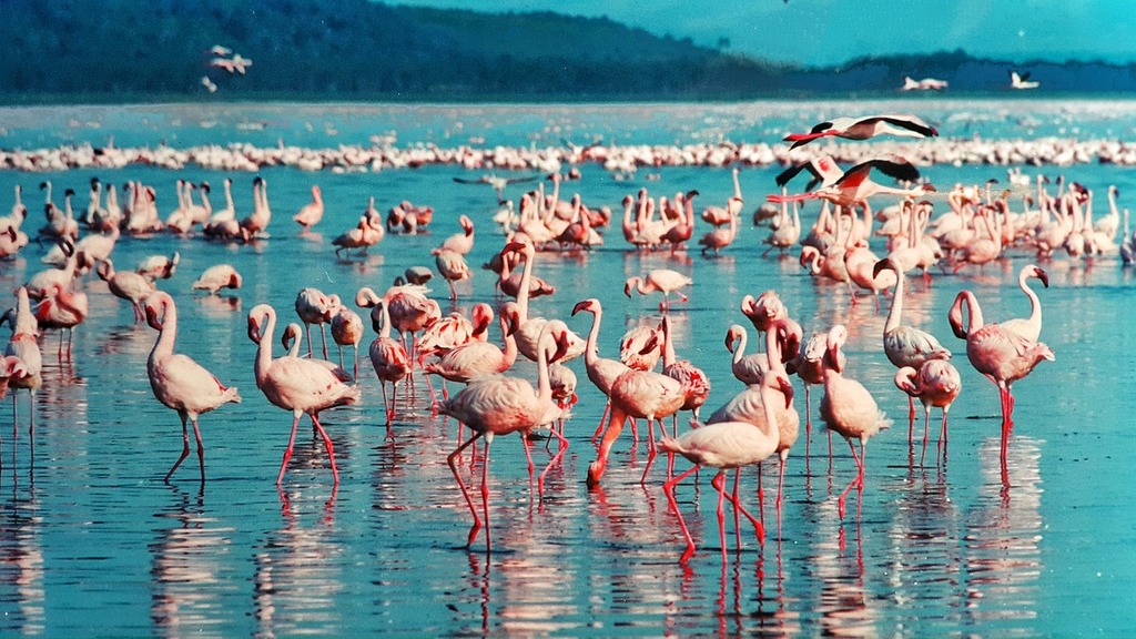 Top Things To Do In Nakuru, Kenya