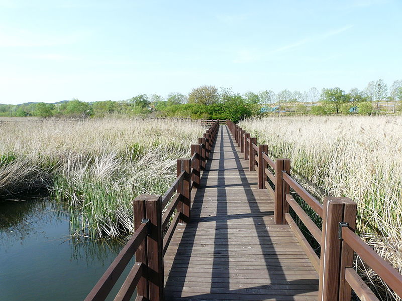 Ansan Swamp Reed Park 41