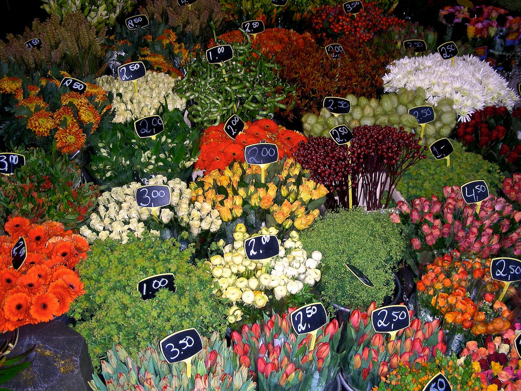 Dutch flowers
