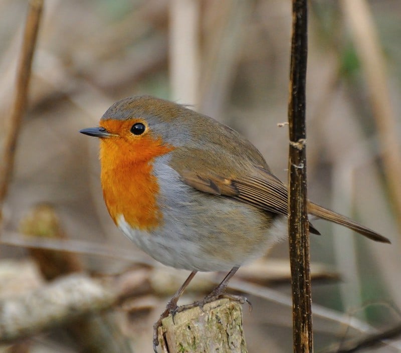 Rutland Water Nature Reserve (Anglian Water Bird Watching Centre)