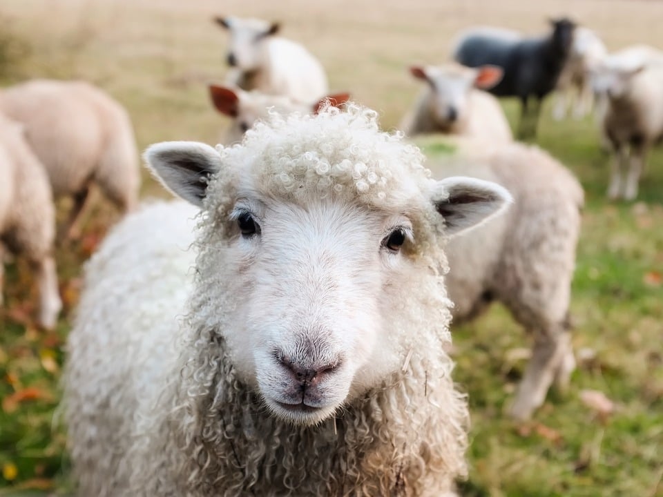 Meet some friendly sheep and other farm animals at Rutland Farm Park