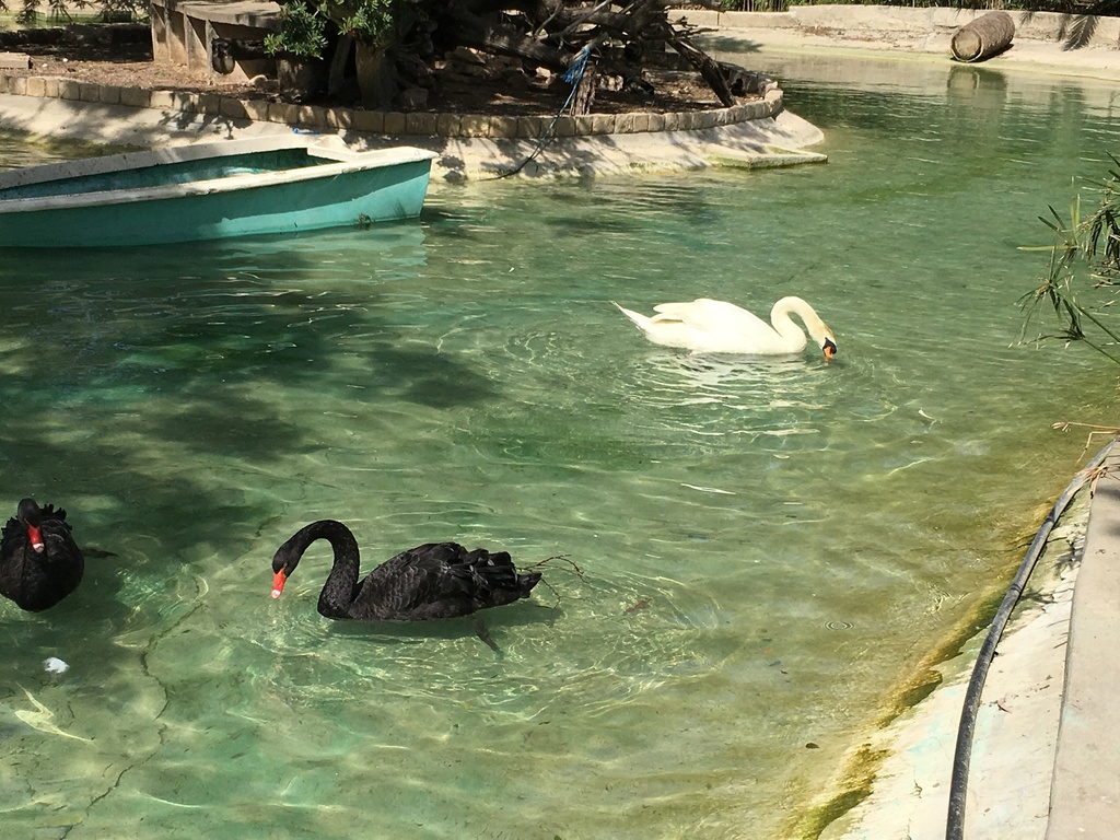 Oies - إوز - gooses photo3