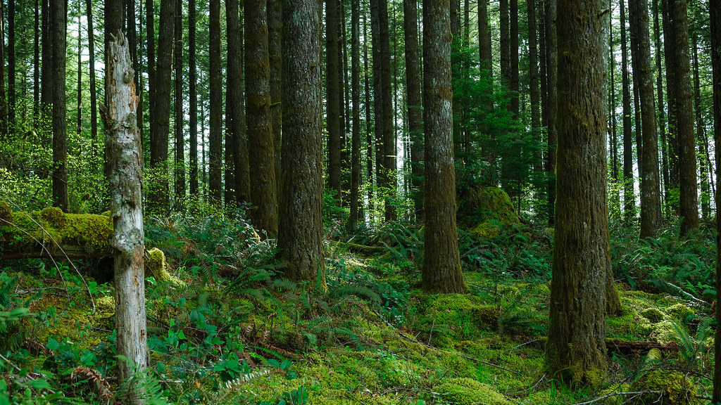 Forest