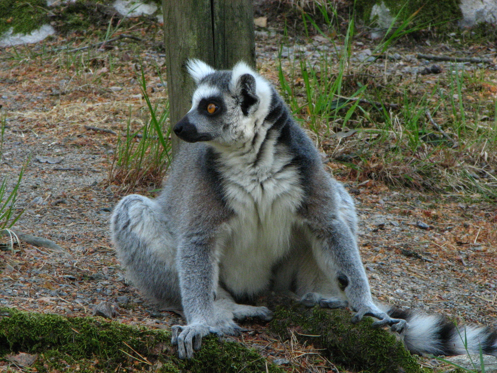 Bk lemur, Kristiansand Zoo, Norway