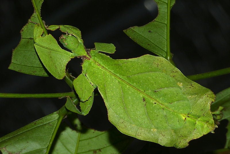 Giant Leaf Insect (Phyllium giganteum) (8757147425)