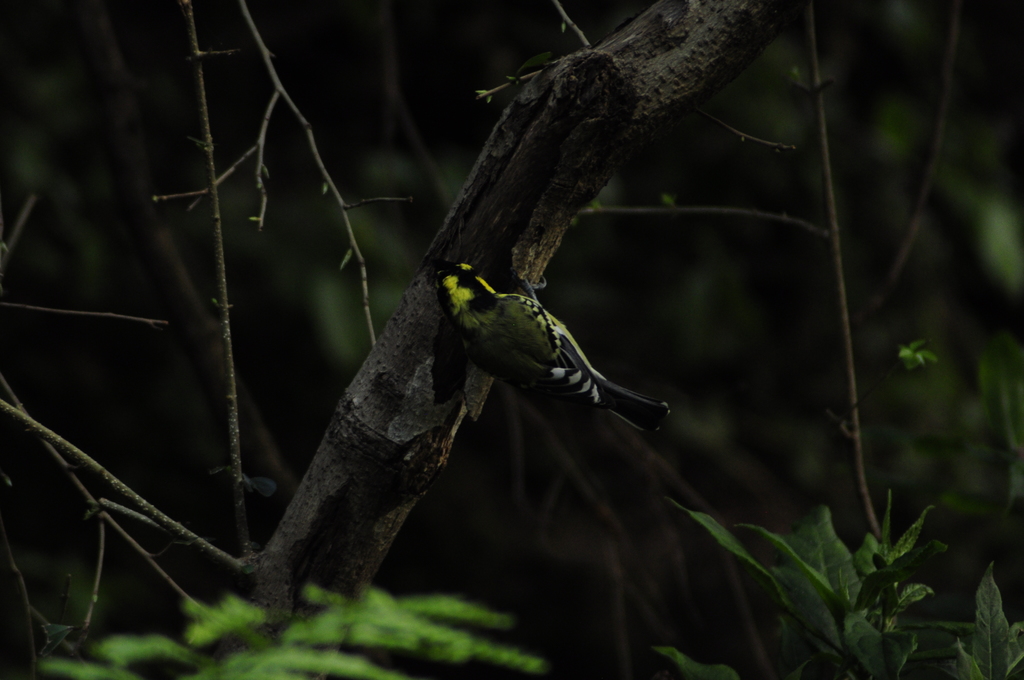 Birds in Sundarijal Nepal (1)