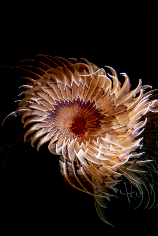 BispiraVolutacornis
