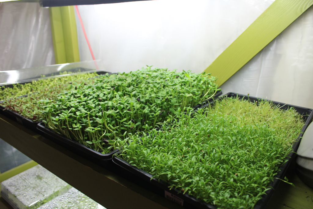 micro greens