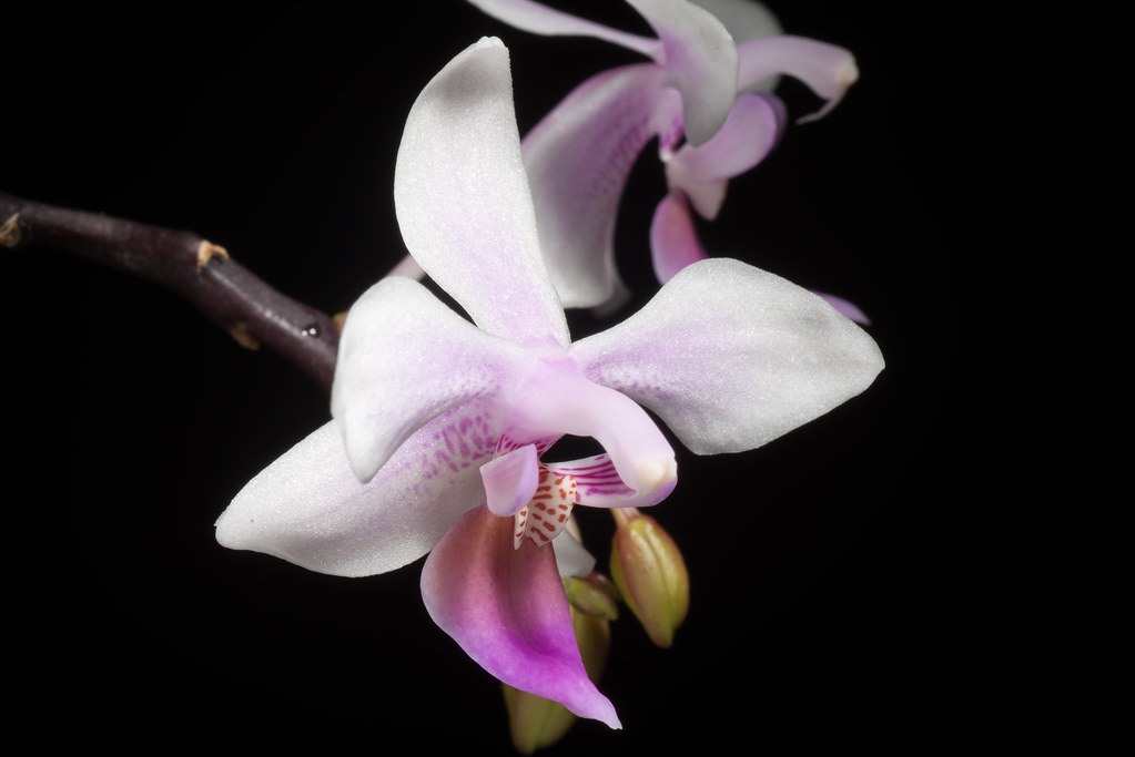 [Mindanao, Philippines] Phalaenopsis equestris (Mindanao type) (Schauer)
