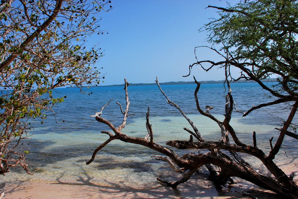 Arboles y Mar