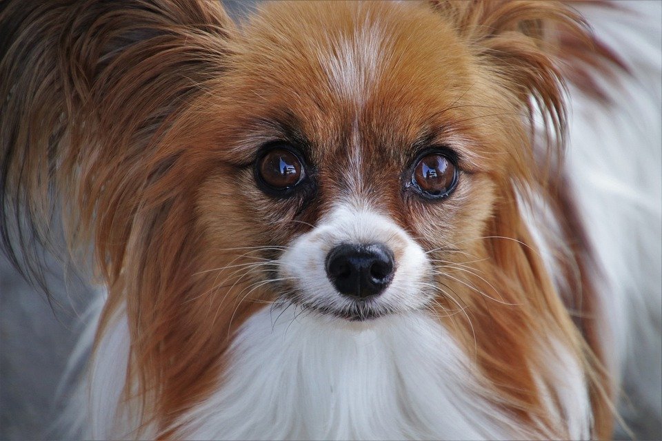Selling of dog hair is not allowed in the US