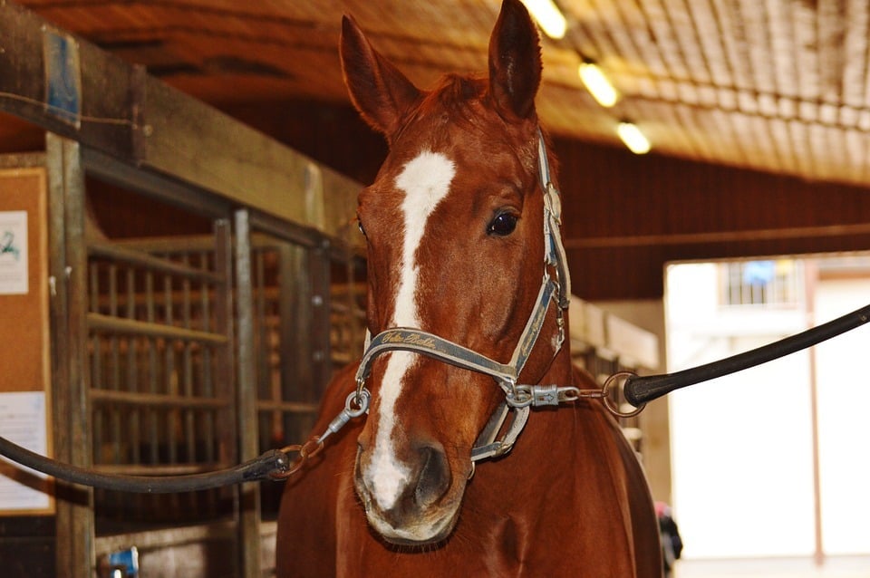 Horse meat is not allowed in the US