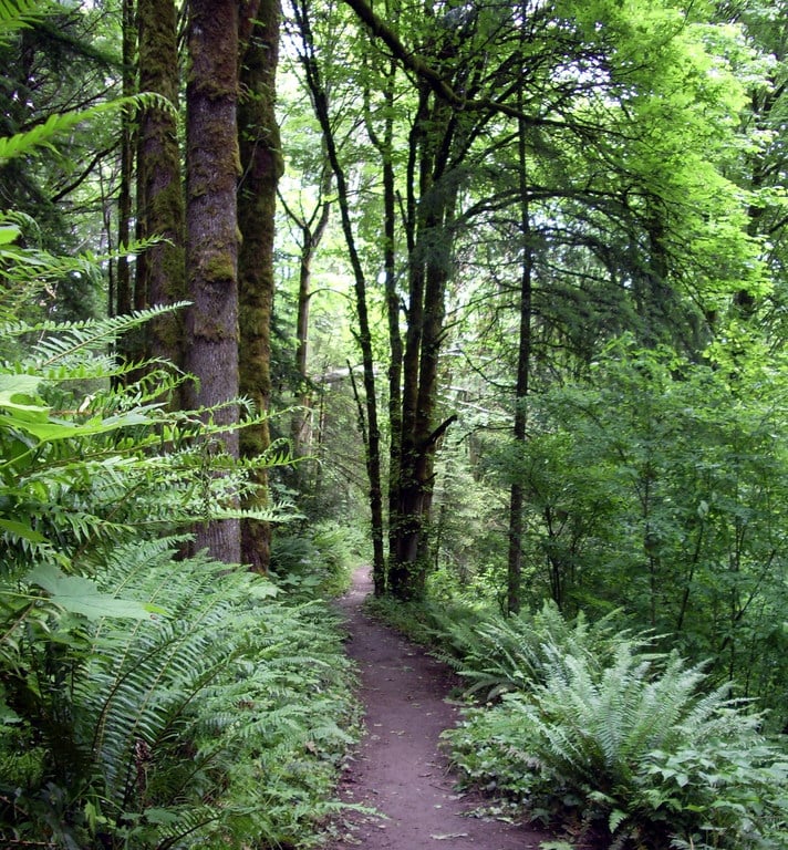 Forest park wildwood trail in early summer P2860