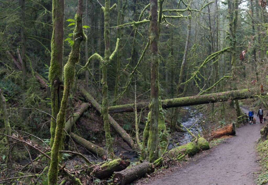 MacCleay Park Portland Oregon Lower MacLeay Trail Balch Creek