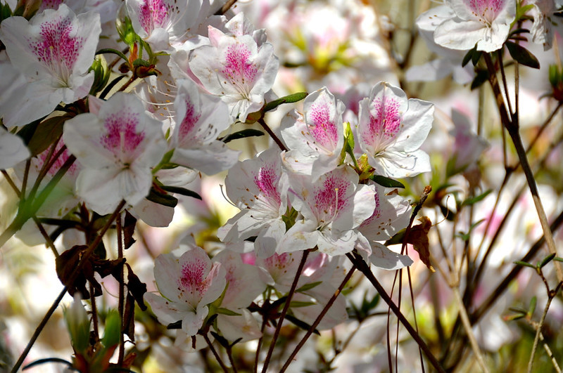 White Pink Azalea, Mobile Botanical Center, AL
