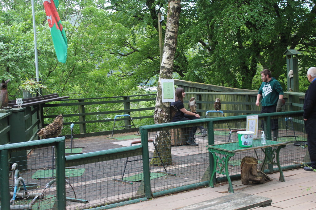 Festival Park Owl Sanctuary