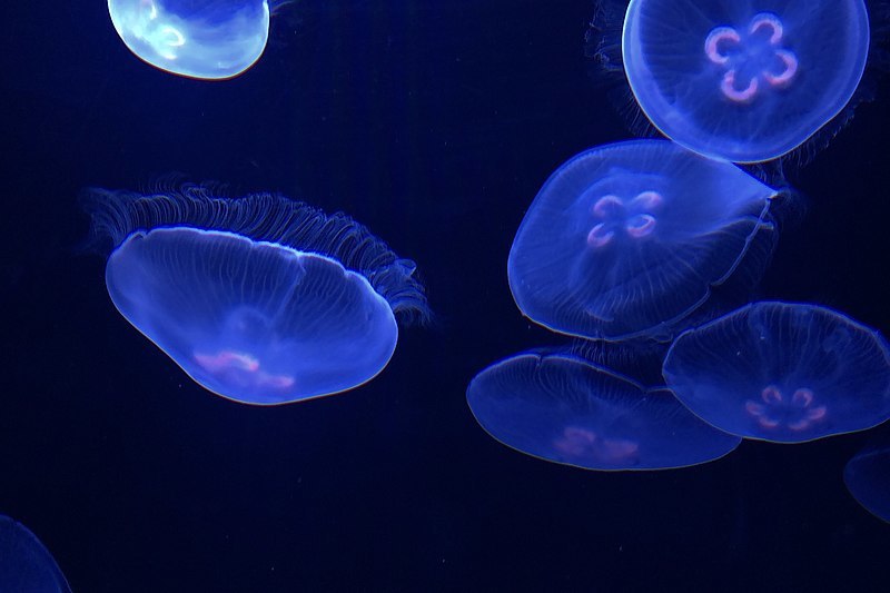 Jellyfish in Sumida Aquarium2 20180215