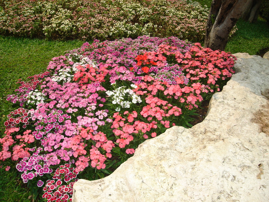 Flower garden found in Tak Thailand 2