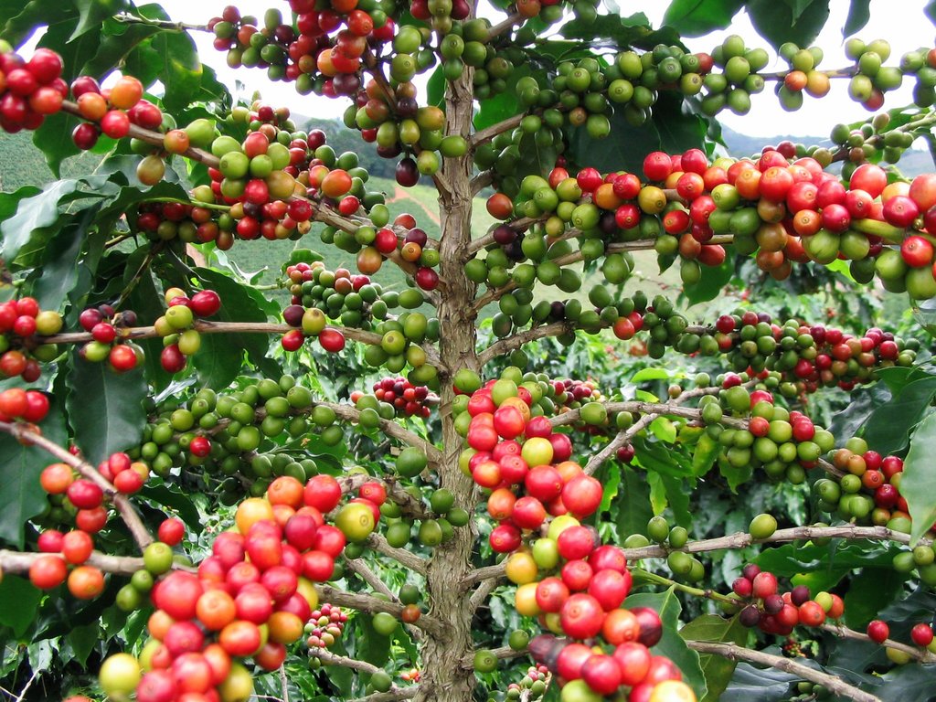 FruitColors