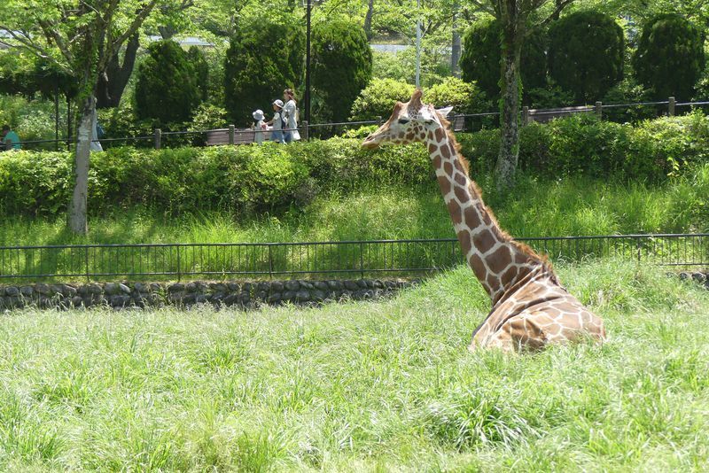 Asa Zoo