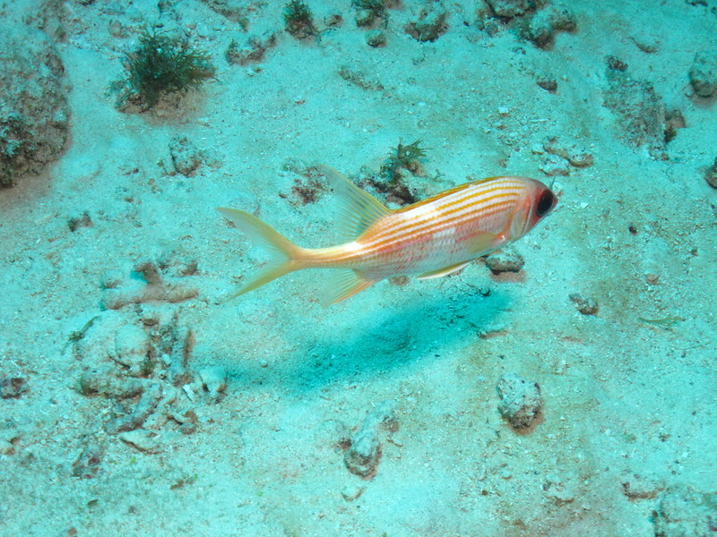 Diving in the blue waters of the Caribbean
