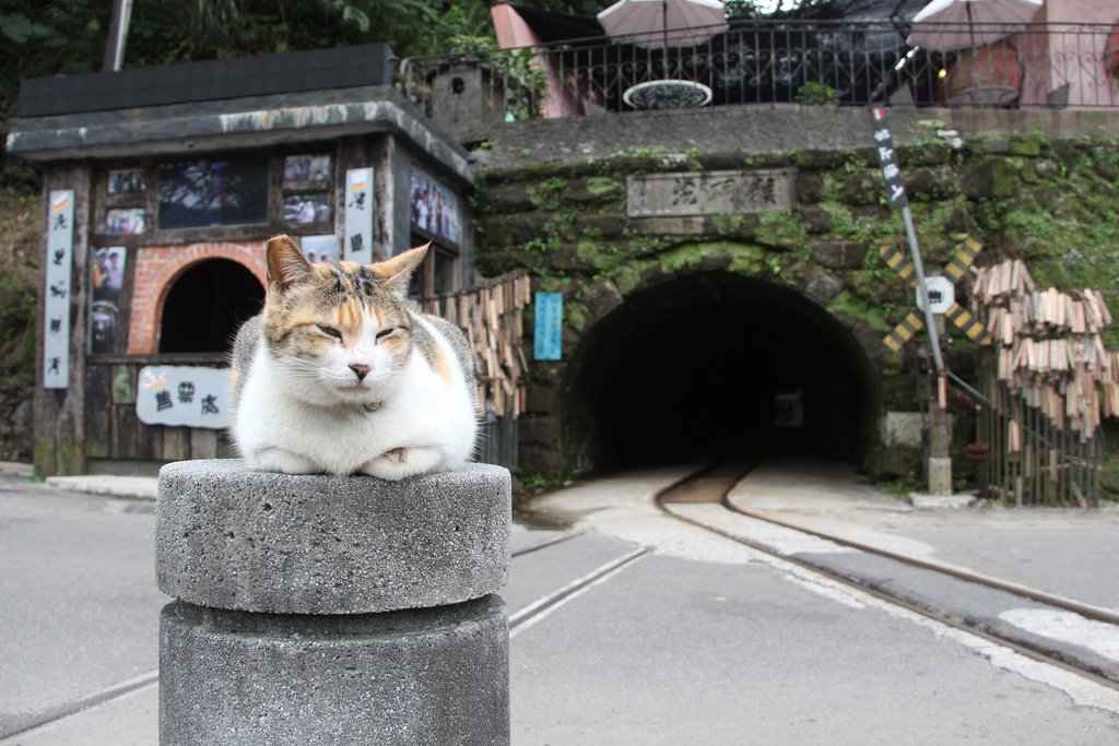 You can spend a whole afternoon in Houtong cooing over cats 