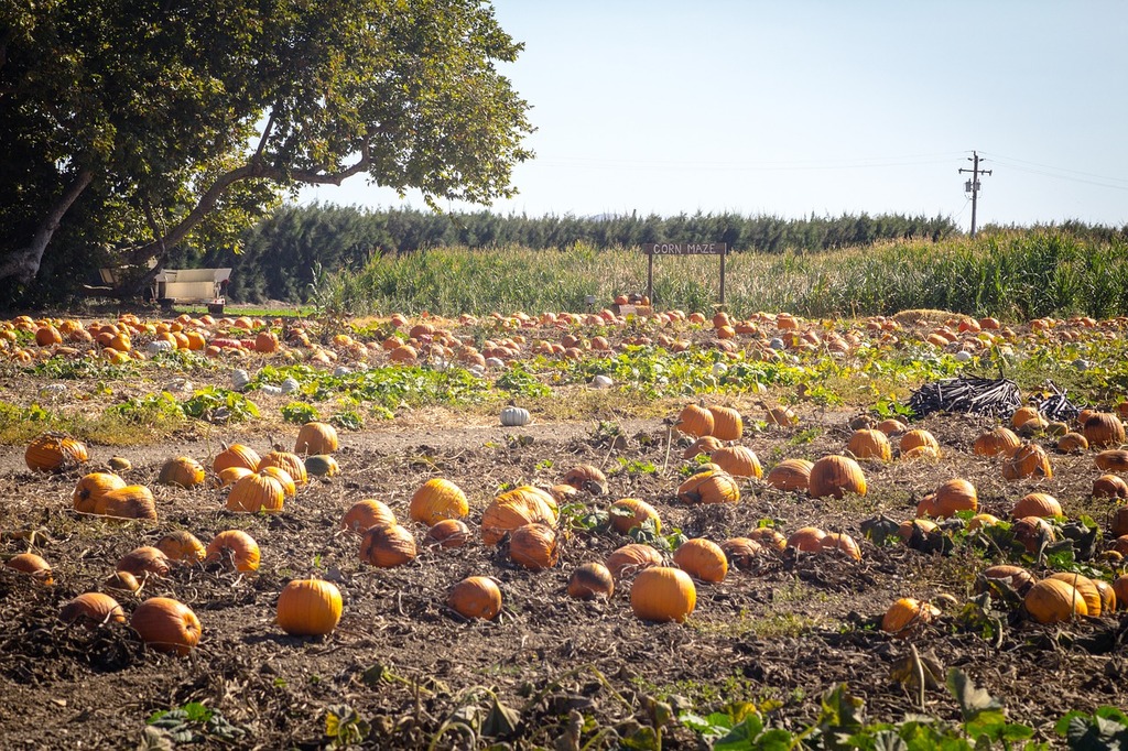 Harvest your pumpkin
