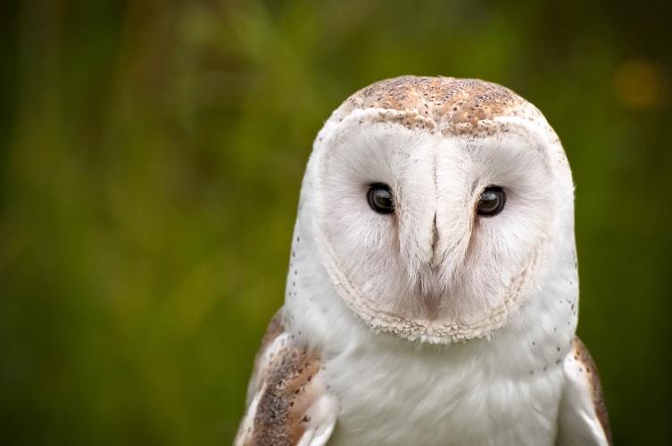 Barn owl