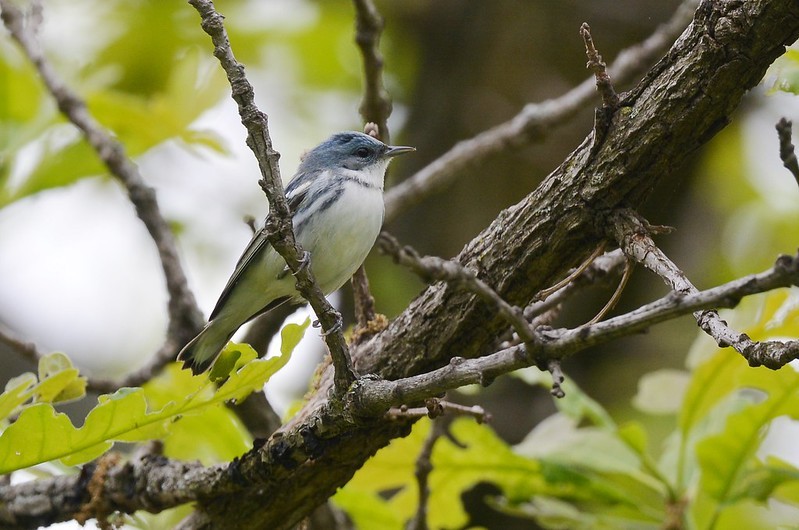 Cerulean warbler