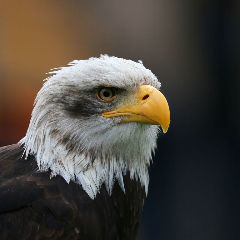 Bald eagle 