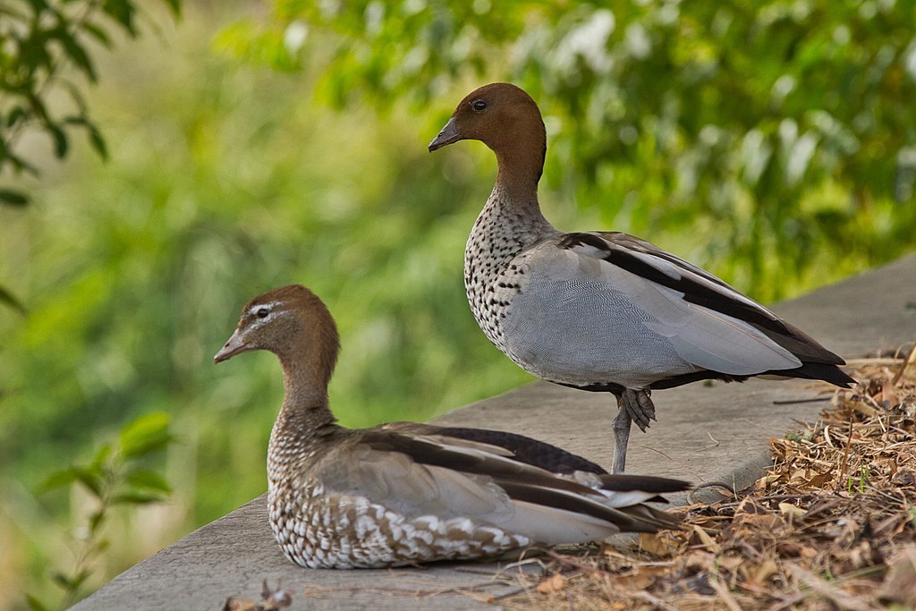 Wood ducks