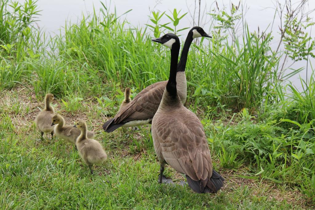 Canadian geese