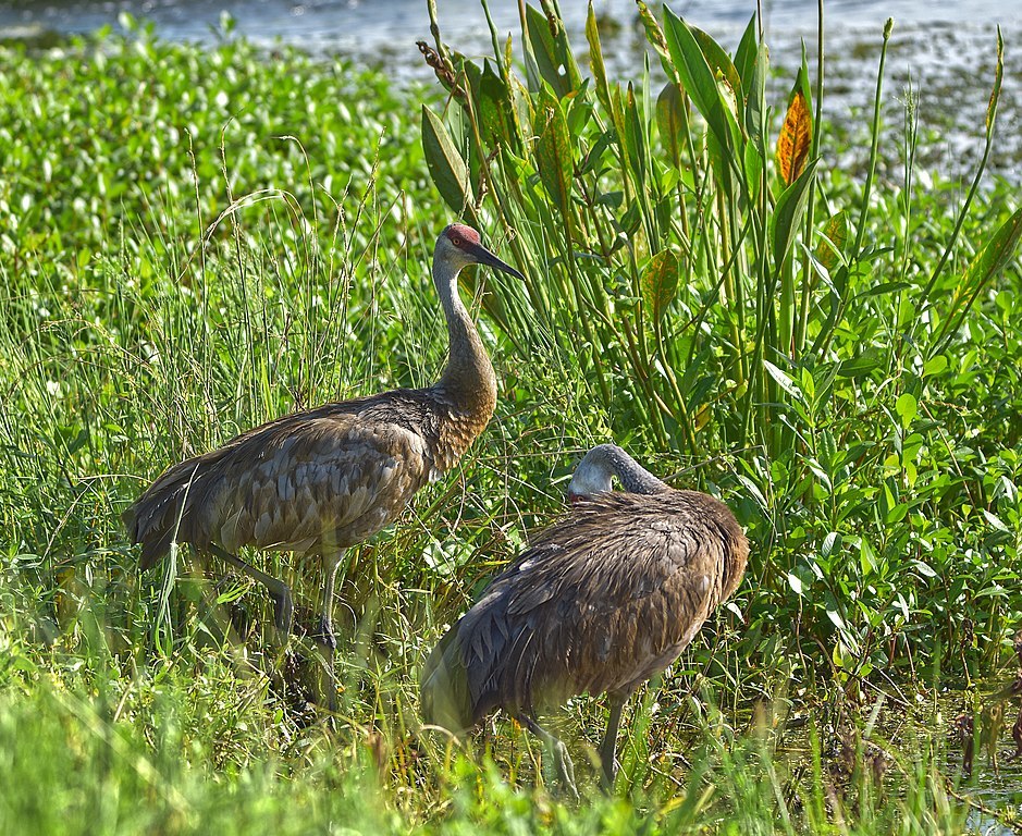Sandhill cranes