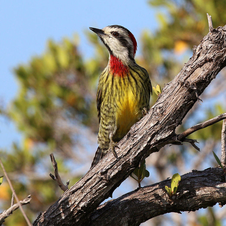 Woodpecker