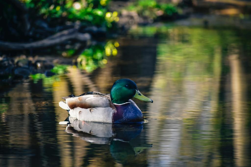 Duck