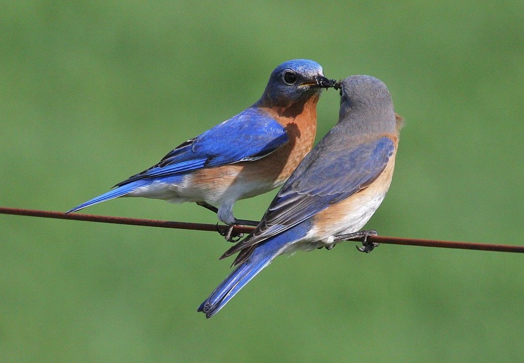 Birds